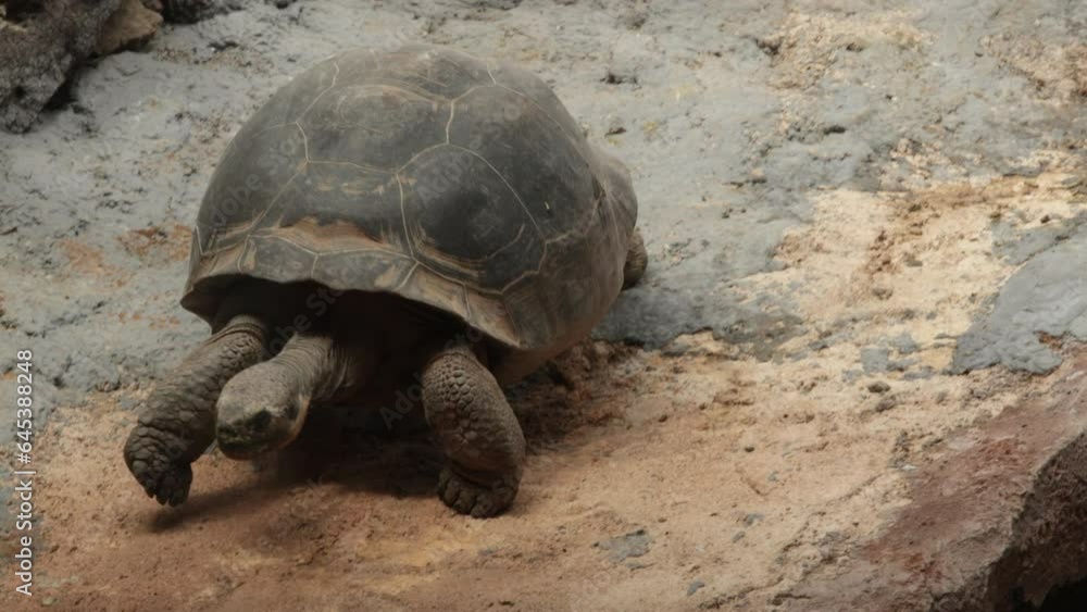 grosse tortue avançant doucement sur un sol sableux grosse tortue avançant doucement sur un sol sableux