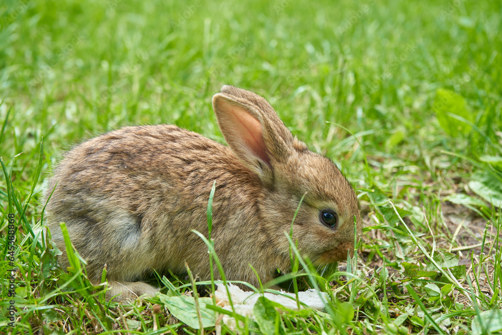 little rabbit on the grass,the rabbit eats grass in the yard little rabbit on the grass,the rabbit eats grass in the yard