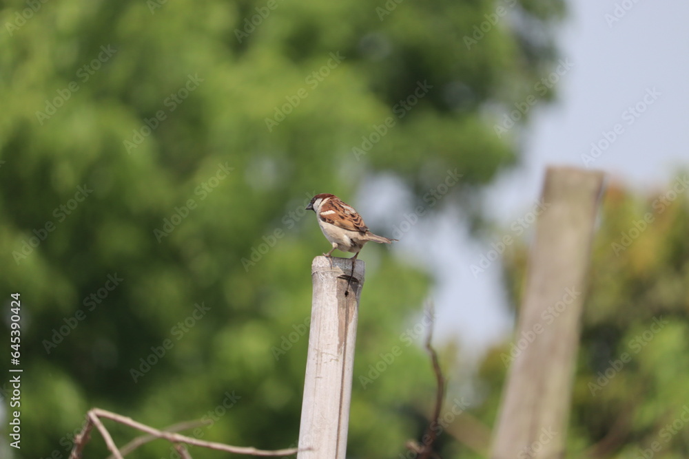 A striking close-up captures the image of a house sparrow (Passer domesticus) perched gracefully upon a wooden post set against a lush green backdrop in Bangladesh. A striking close-up captures the image of a house sparrow (Passer domesticus) perched gracefully upon a wooden post set against a lush green backdrop in Bangladesh.