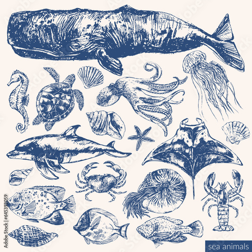Ink sketch of cashalot sperm whale, seahorse, sea turtle, nautilus, lobster, octopus, jellyfish, manta ray