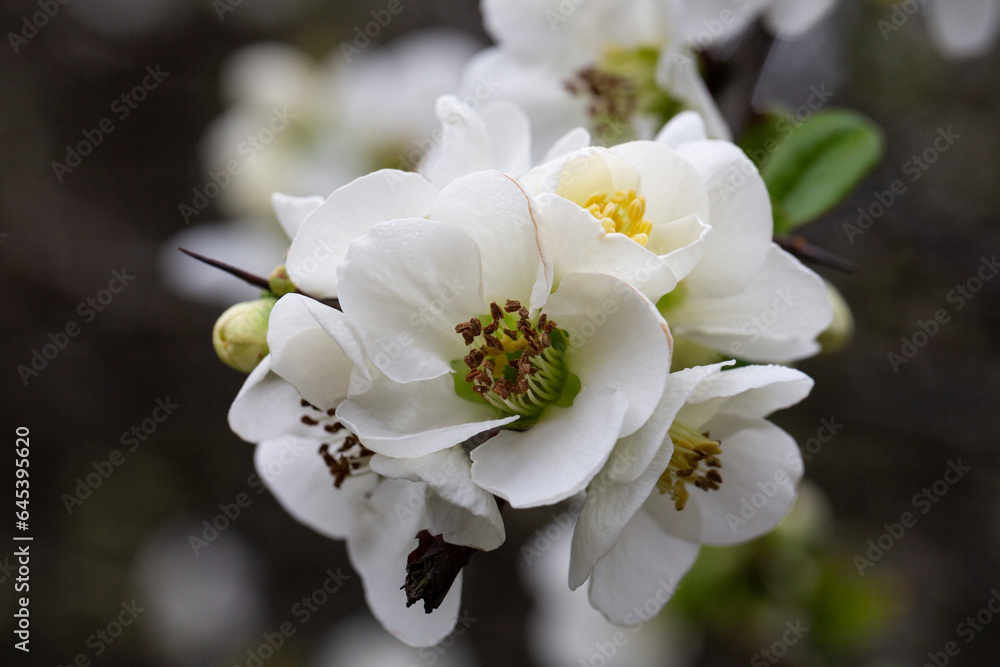 Close up White flowers of Japanese Quince. Floral spring background, selective focus Close up White flowers of Japanese Quince. Floral spring background, selective focus
