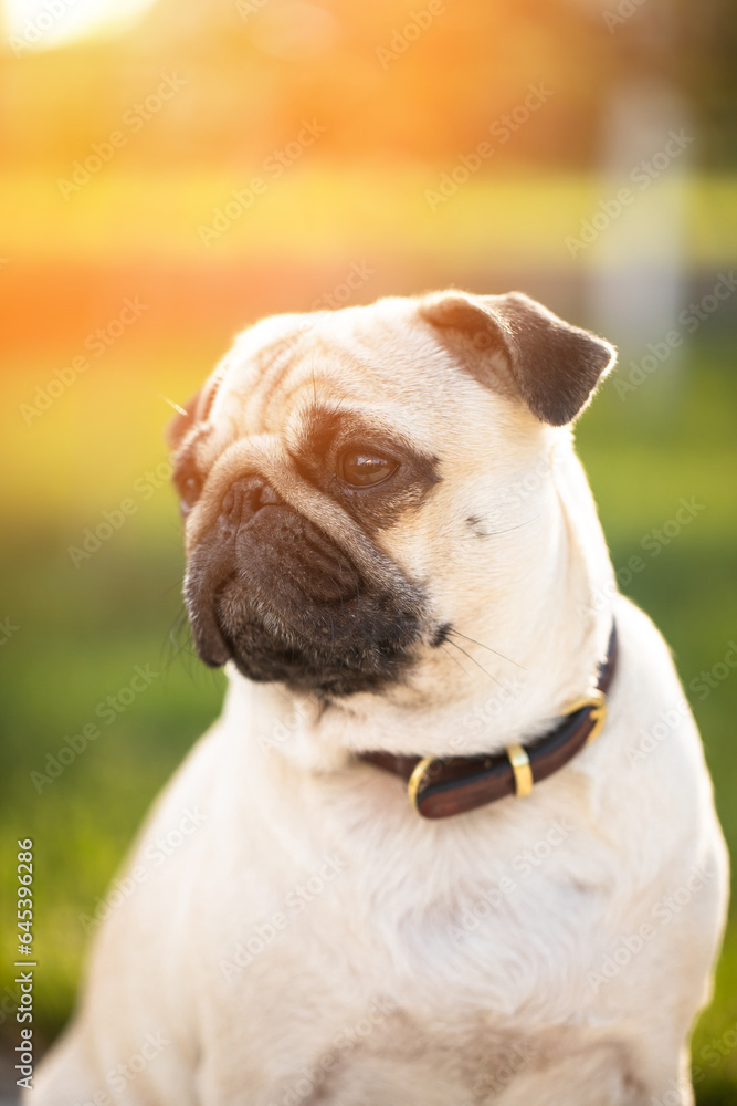 Portrait of a pug on the street