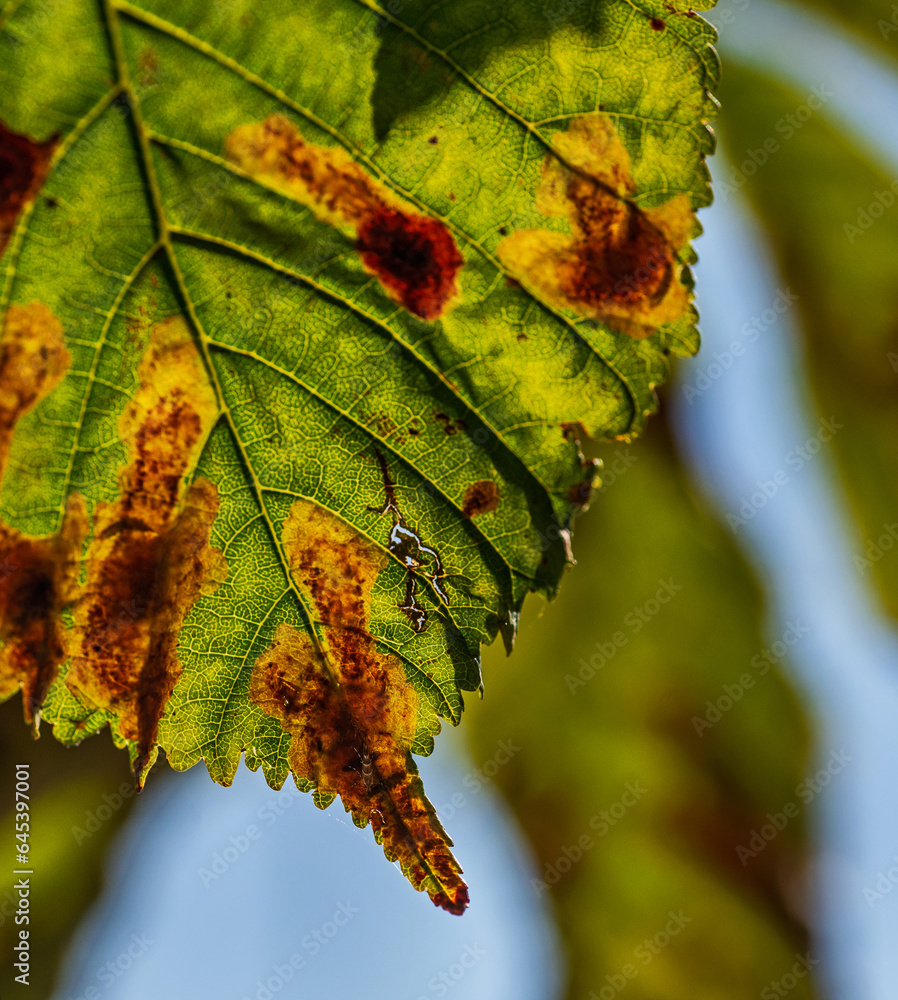 The leaves of a horse-chestnut tree attacked by a fungus causing a