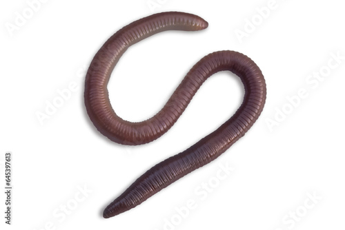 One earthworm closeup isolated on a transparent background. © Tamara