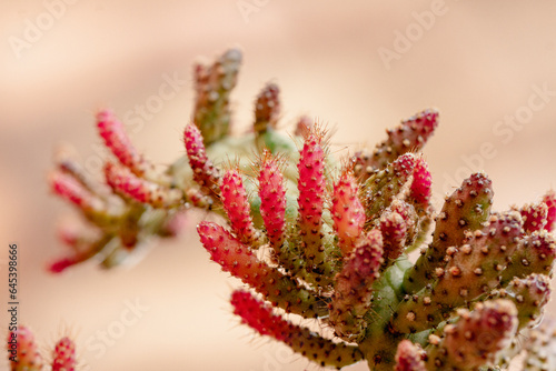 Set of beautiful cacti, close-up view © Alexander Ruiz