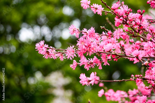 菊桃（キクモモ）は、花弁が菊のように細長い八重咲きの花桃です。