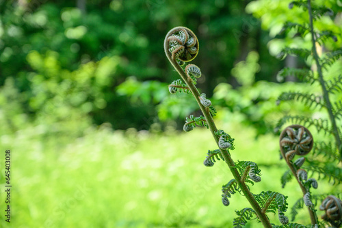 Fotografie Fern frond uncurling