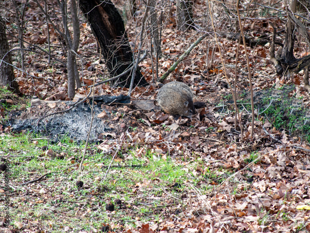 Groundhog snooping around dry leaves Groundhog snooping around dry leaves