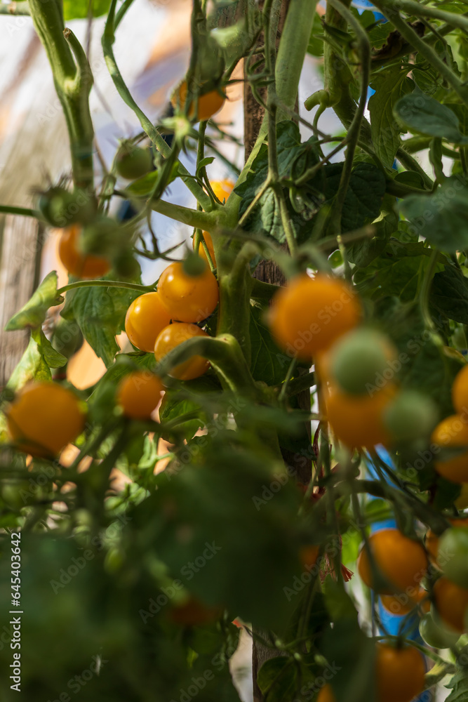 Garden fruits. Red and yellow tomatoes in the flower bed. Garden fruits. Red and yellow tomatoes in the flower bed.