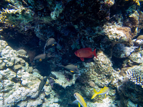 Acanthurus sohal or surgeonfish in a coral reef in the Red Sea