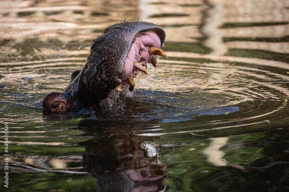 Fototapeta premium A hippopotamus (Hippopotamus amphibius) sticking its head out of the water opening the mouth showing teeth