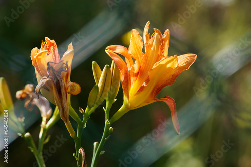 Beautiful Flower stock photos