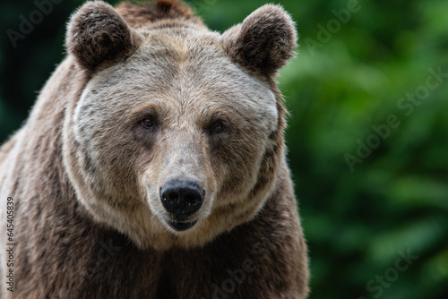 A lovely and cute brown bear (Ursus arctos), portrait