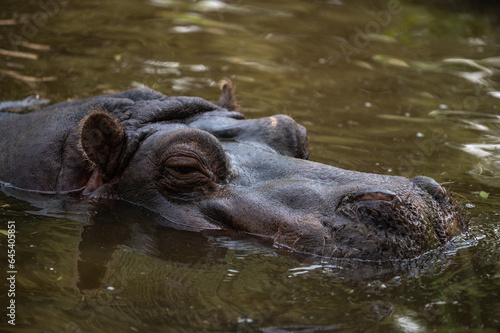 A hippopotamus (Hippopotamus amphibius) sticking its head out of the water