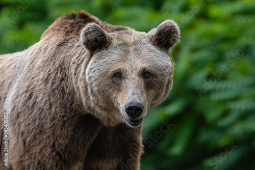 A lovely and cute brown bear (Ursus arctos), portrait