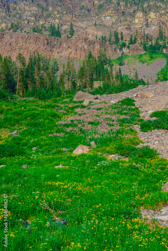 High Alpine Meadow of Wildflowers in Oregon Wilderness