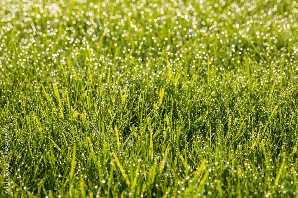 Juicy and bright green grass in sunlight. Close up. Green lawn background. The texture of new grass growing in a field. Abstract natural backdrop with beauty blurred bokeh. Selective focus. Macro.