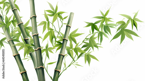 hand drawn cartoon bamboo illustration  © 俊后生
