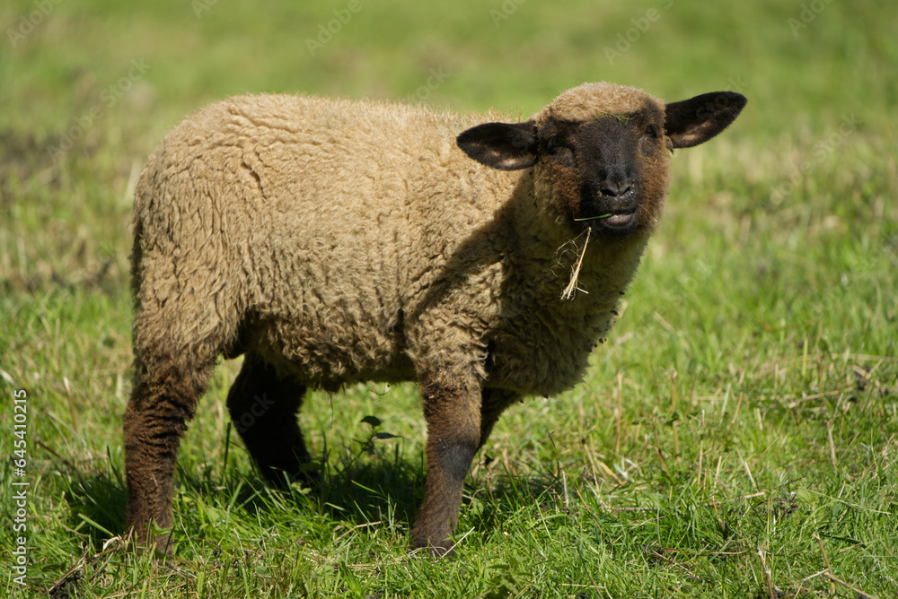 Brown sheep lamb on the meadow in the sunshine Brown sheep lamb on the meadow in the sunshine