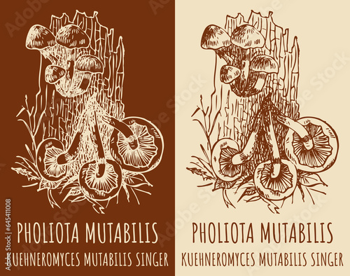 Vector drawings PHOLIOTA MUTABILIS. Hand drawn illustration. Latin name KUEHNEROMYCES MUTABILIS SINGER.