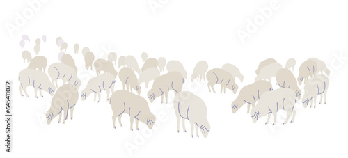 Farm Sheep Flock Isolated  on White