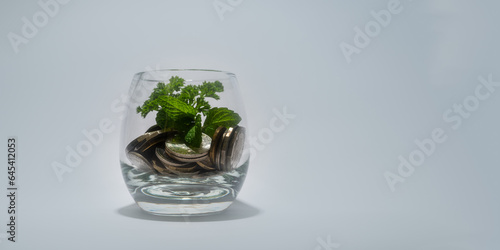 financial saving Investment And Interest Concept Plant Growing In Savings Coins with copy space background