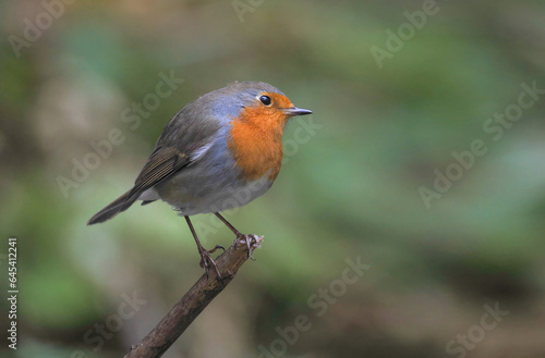 Robin (Erithacus rubecula) isolated on blurry background