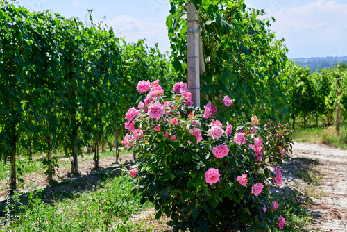 Fresh grape vineyards on the Langhe hills  in the villages near the town of Barolo  Piedmont  Italy on a clear July day. Red roses at the beginning of the row in the vineyard.