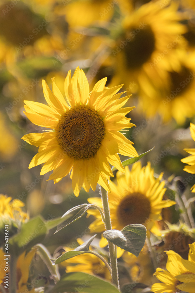 Fototapeta premium Sunflower field
