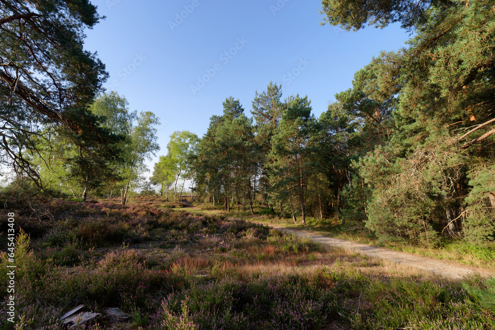 Forest path in the Coquibus heather land. Fontainebleau forest Forest path in the Coquibus heather land. Fontainebleau forest