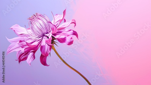  a pink flower with a pink background and a blue background. generative ai