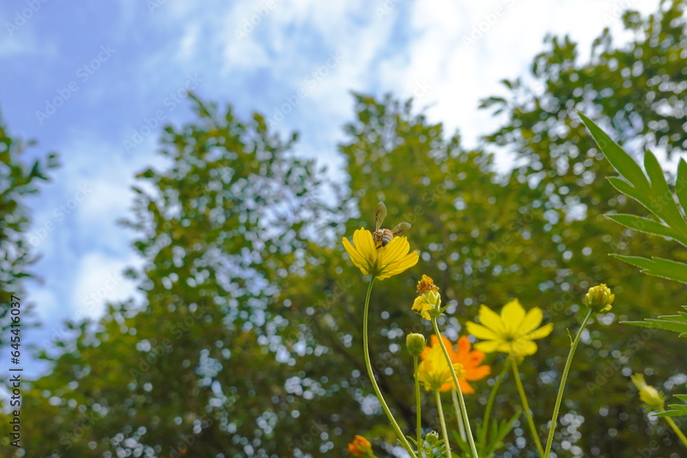 Obraz premium Yellow cosmos flowers and blue sky with white clouds in the background.