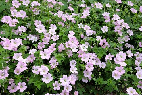 Konstfotografi Soft pink Cranesbill 'Dreamland' also known as Geranium 'Bremdream' in flower