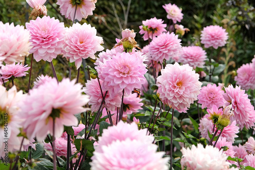 Pale pink decorative Dahlia Melody Harmony in flower.