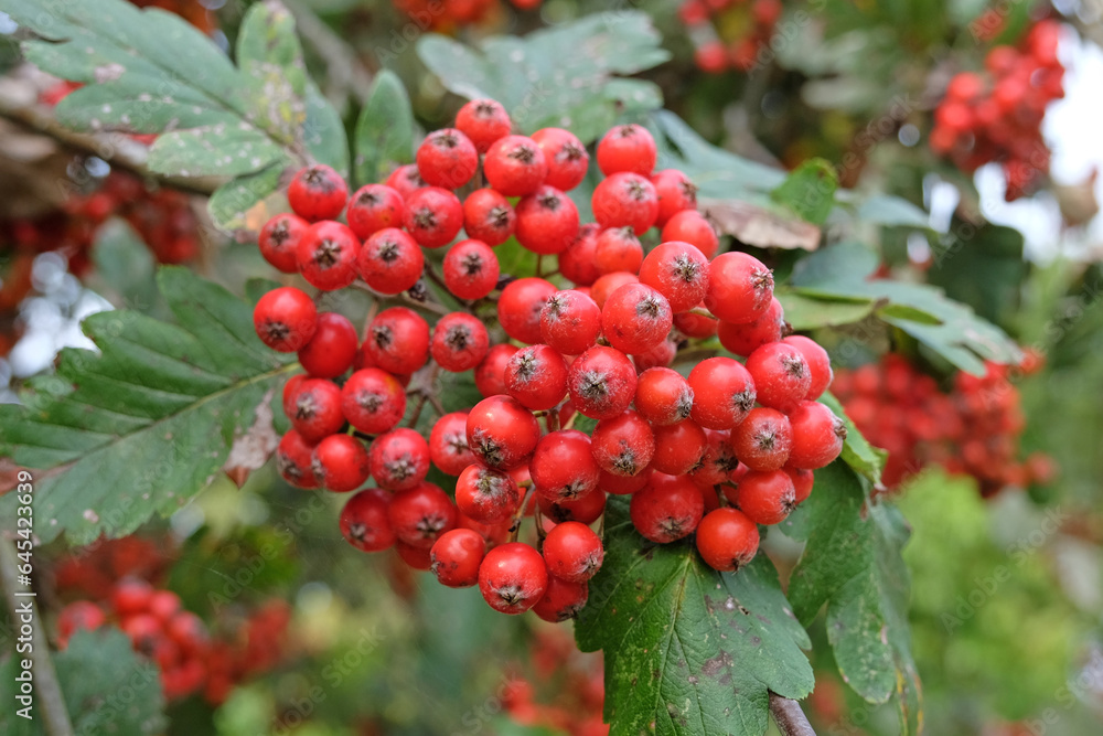The red fruit berries of the Sorbus hybrida 'Gibbsii' rowan tree. The red fruit berries of the Sorbus hybrida 'Gibbsii' rowan tree.