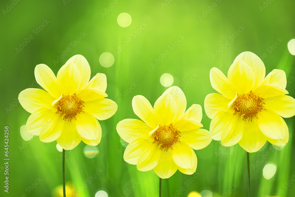 Yellow dahlia flowers close up on a green plant background with sunny bokeh. Yellow dahlia flowers close up on a green plant background with sunny bokeh.
