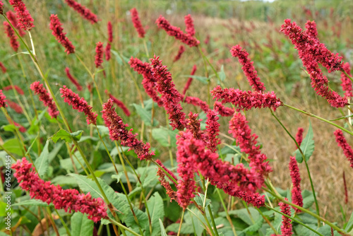 Red bistort Persicaria amplexicaulis 'Fat Domino' in flower. photo