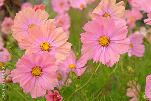 Coral pink Cosmos bipinnatus  Apricotta  in flower.