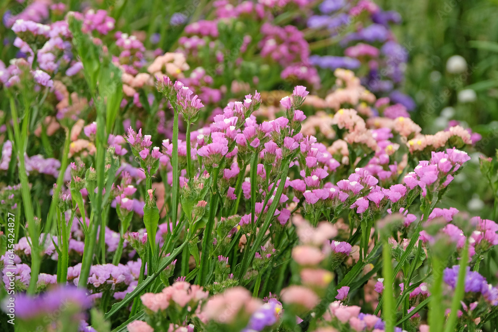 Purple Limonium platyphyllum, also called Sea Lavender, marsh rosemary, or statice, in flower.
