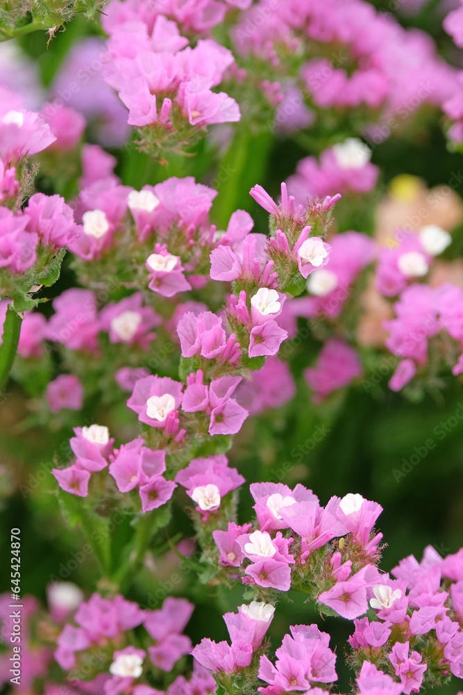 Fototapeta premium Purple Limonium platyphyllum, also called Sea Lavender, marsh rosemary, or statice, in flower.
