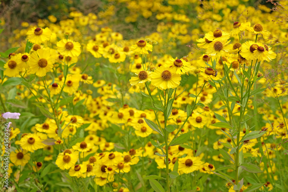 Yellow Helenium sneezeweed 'Riverton Beauty' in flower.