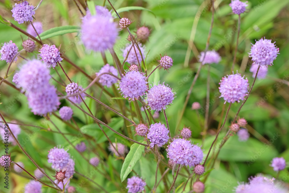 Purple flower heads of Succisa pratensis, also known as devil's bit or devil's bit scabious. Purple flower heads of Succisa pratensis, also known as devil's bit or devil's bit scabious.