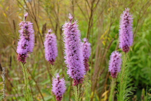 The purple bottle brush spikes of Gayfeather, Liatris spicata, also known as marsh blazing star or prairie gayfeather. © Alexandra