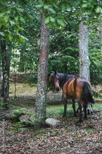 Brown mare in a forest.