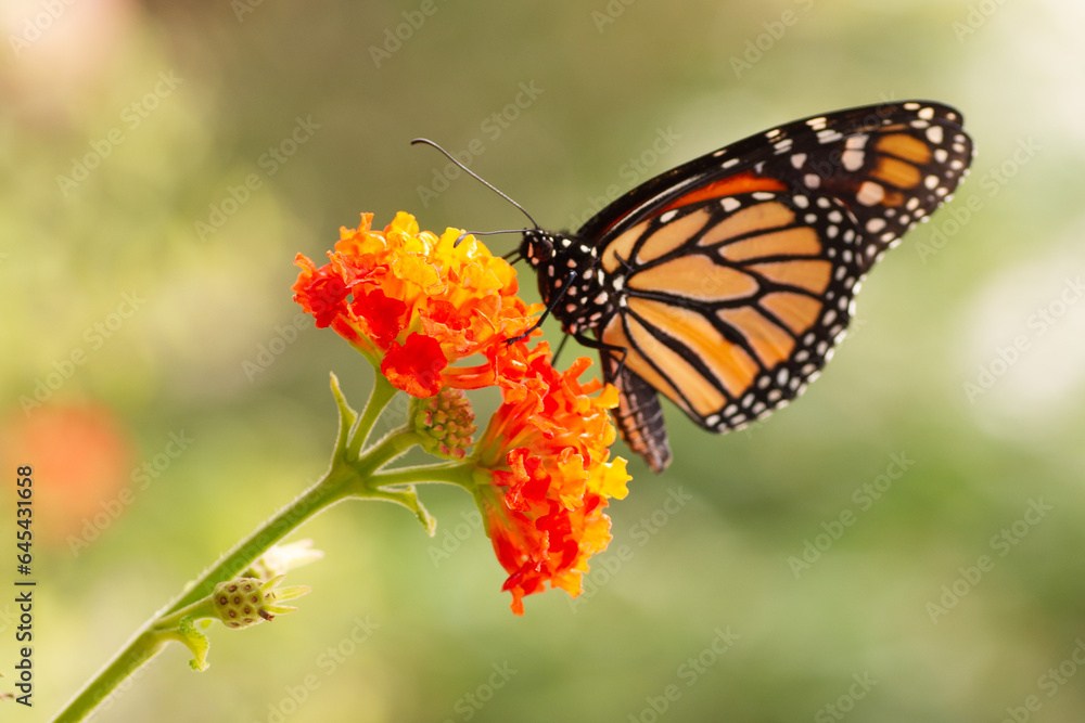 Mariposa Mariposa