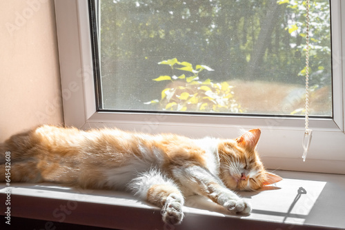 A ginger cat sleeps stretched out on the windowsill, in the rays of the morning sun. rest and relaxation