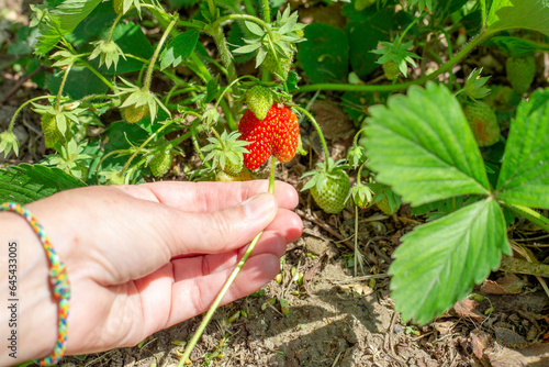 Caring for strawberries during fruiting. Removing growing mustaches