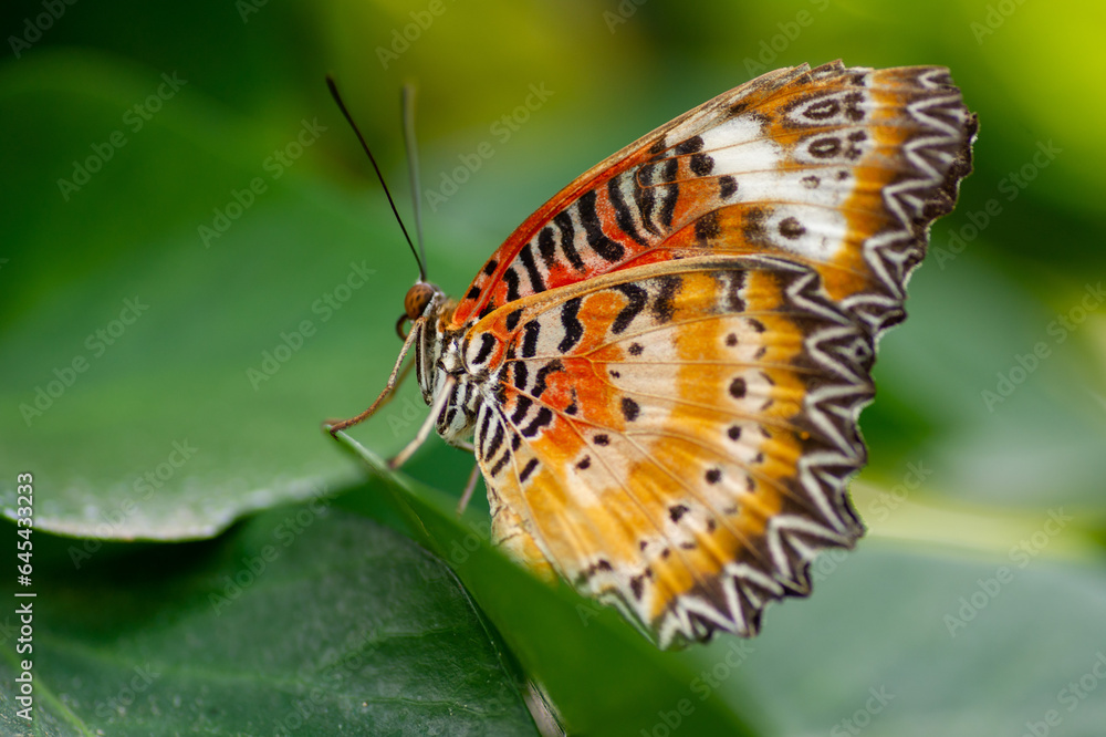 Fototapeta premium mariposa
