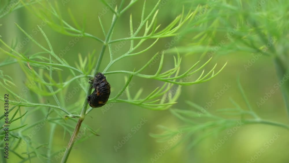 Ladybug beetle ready for pupating Ladybug beetle ready for pupating