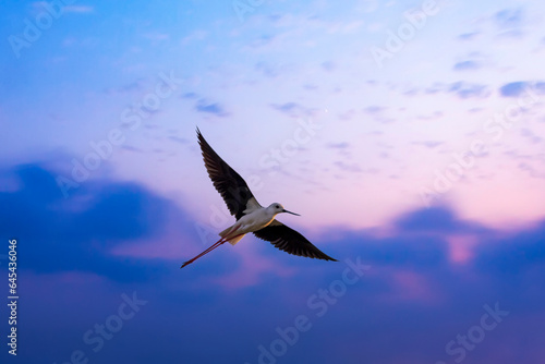 Flying bird. Purple blue sky background. BirdS  Black winged Stilt.  